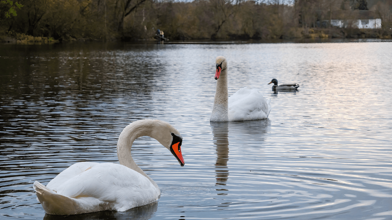 Swan Upping: Why the King of England Owns Every Swan on the Thames
